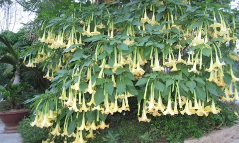 3 loài hoa đẹp mê hồn nhưng dễ “rước họa”: Tuyệt đối không nên trồng trong vườn nhà