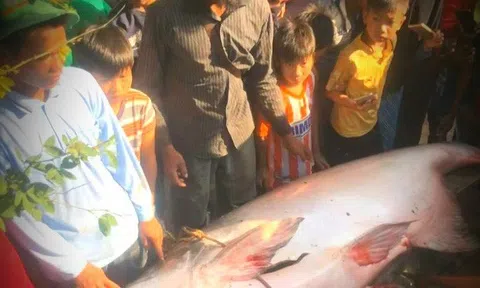 “Quái ngư" 230kg tại sông Hậu từng làm rúng động miền Tây, vừa kéo lên bờ đã được bán với giá không tưởng