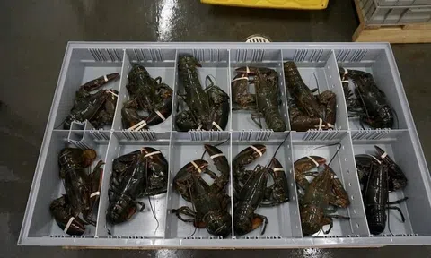 Phát hiện 3 vali chứa 90.000 con tôm hùm xanh trị giá 6,7 tỷ đồng ở sân bay Đà Nẵng, công an triển khai các biện pháp nghiệp vụ vào cuộc