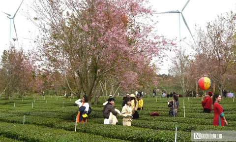 Mai anh đào nhuộm hồng Đồi chè Cầu Đất – Đà Lạt, du khách nườm nượp check-in đầu xuân