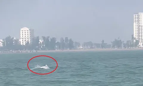 VIDEO: Đàn cá heo trắng "nhảy múa" ở biển Sầm Sơn