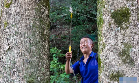 Thương gia mang hơn 900 tỷ đồng hỏi mua 3 cây gỗ trong vườn, lão nông dân đưa ra quyết định gây tranh cãi