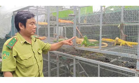 Nuôi "rồng" ở TPHCM: Thú chơi đắt đỏ vi phạm pháp luật