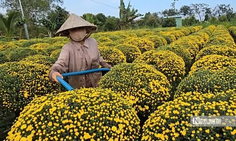 Người trồng hoa Vĩnh Long thấp thỏm mùa Tết giữa biến đổi thời tiết