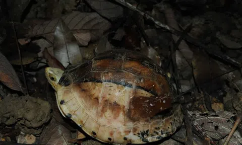 Phát hiện loài rùa trán vàng, động vật hoang dã quý hiếm nhất thế giới ở Việt Nam