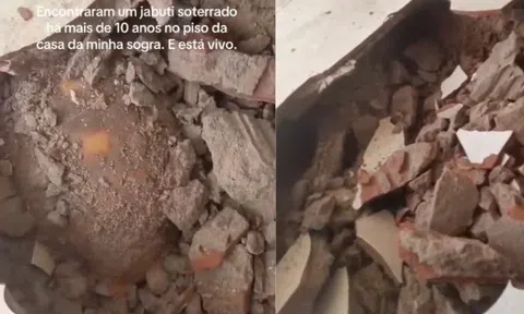 Đập sàn nhà để sửa chữa, gia đình bất ngờ phát hiện thứ vẫn “sống” dưới đó suốt 10 năm