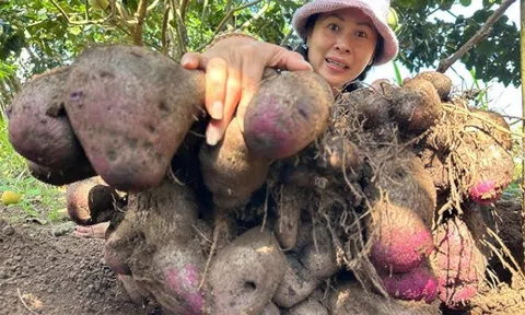 Không phải khoai tây, khoai lang, đây mới là khoai hợp nấu mùa lạnh, ai ăn cũng bổ, "đắt sắt ra miếng"