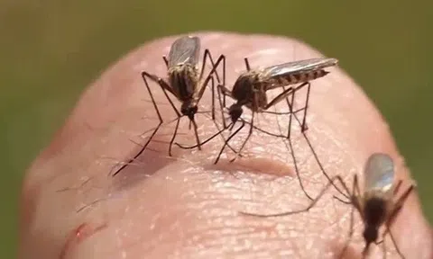 Không phải "máu ngọt", đây mới là lý do muỗi luôn tìm đến bạn