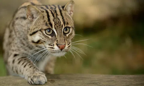 Bắt được "báu vật sống" đang có nguy cơ tuyệt chủng, người dân Tân Bình làm điều đặc biệt