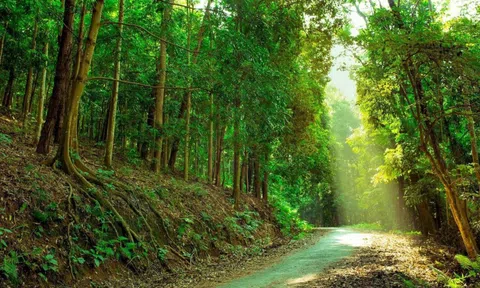 Ở Việt Nam, có duy nhất một ngôi trường có hẳn khu rừng trong khuôn viên