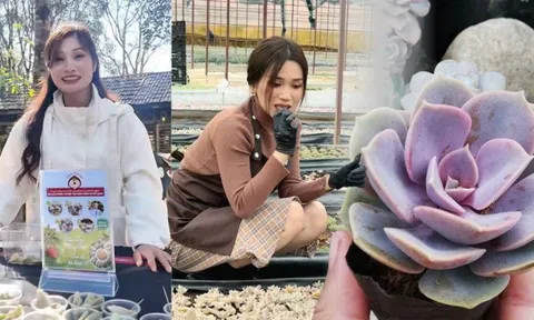 Cảnh báo trào lưu ăn sống sen đá chấm muối ớt, cẩn thận rước họa vào thân