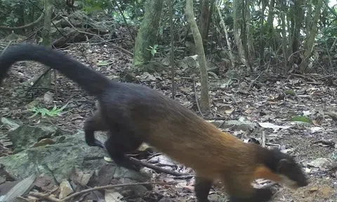 Phát hiện nhiều động vật cực kỳ quý hiếm trong rừng Ninh Bình