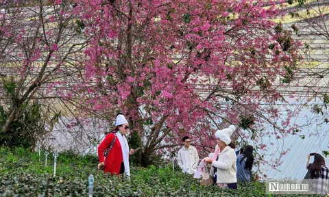 Lễ hội hoa Mai Anh Đào – cú hích cho du lịch Đà Lạt mùa cao điểm