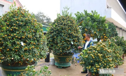 Quất, bưởi "siêu VIP", giá hàng chục triệu đồng xuống phố