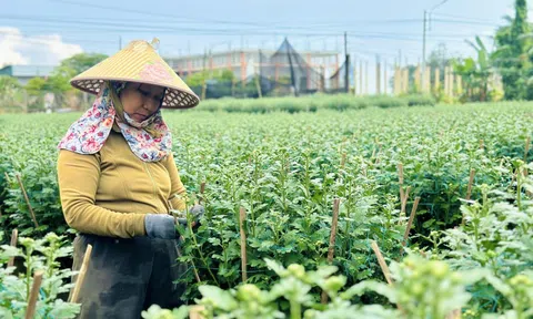 Chưa đến Tết, nhiều nhà vườn ở Quảng Ngãi đã bán hết hoa