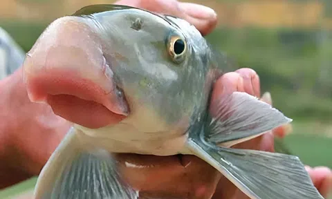 Loài cá được ví như "báu vật nước ngọt", chỉ xuất hiện trong yến tiệc cung đình thời xưa