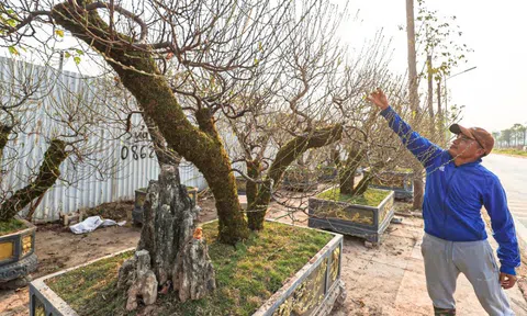 Người dân 'thủ phủ' trồng đào ở Hà Nội tất bật chuẩn bị cho Tết Nguyên đán
