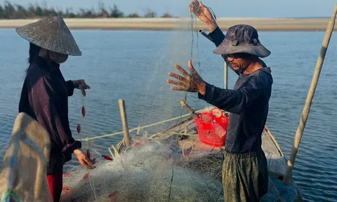 Ngư dân Hà Tĩnh trúng đậm hàng trăm tấn "lộc trời", "đút túi" tiền triệu mỗi ngày
