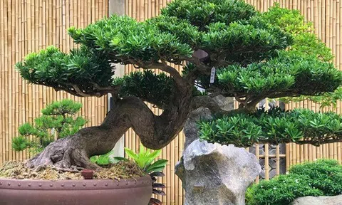 Lưỡi hổ hay kim tiền cũng không bằng 3 cây này: “Của để dành” trong nhà, càng trồng càng có lộc