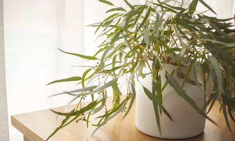 Muốn nhà lúc nào cũng thơm ngát, hãy trồng ngay 7 loại cây này