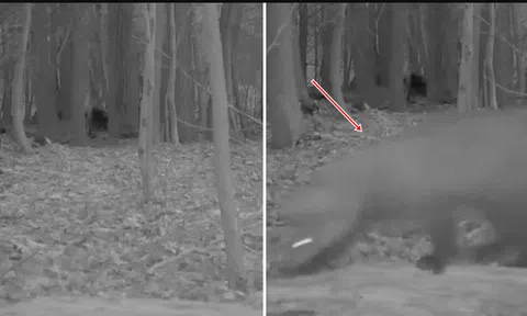 Lần theo đoạn video chỉ vài giây, chuyên gia hân hoan tìm thấy loài vật từng "tuyệt chủng" hơn 100 năm