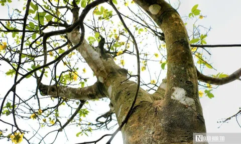 Vườn hoàng mai cổ ở Huế nở khoe sắc, báo hiệu Tết Nguyên đán cận kề