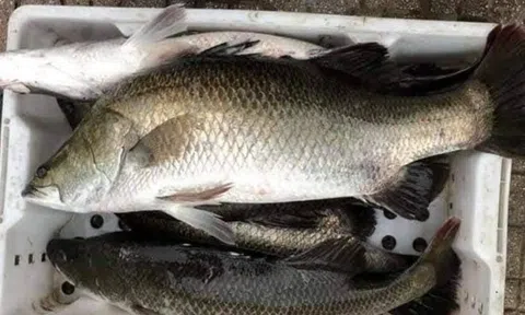 3 loại cá âm thầm nuôi trí não: Chợ Việt bán đầy nhưng chỉ dân sành mới biết để mua