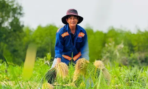 Rộn ràng mùa thu hoạch kiệu ở Quảng Ngãi