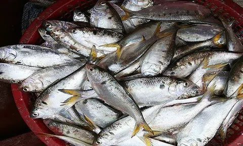 Loại cá giàu canxi gấp 3 lần sữa: Chợ Việt bán đầy nhưng chỉ dân sành ăn mới biết để mua
