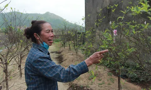 Làng đào Hà Tĩnh “nín thở” chờ vào vụ Tết