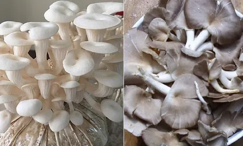 Trời lạnh đừng chỉ ăn củ cải hay bắp cải: 8 loại rau này vừa giải độc, ngừa táo bón lại tăng đề kháng tốt