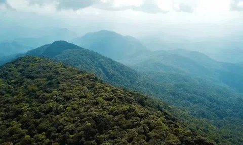 Loài cực quý có giá trị cao vừa được phát hiện ở Việt Nam ở độ cao 1650m, khiến giới khoa học vui mừng