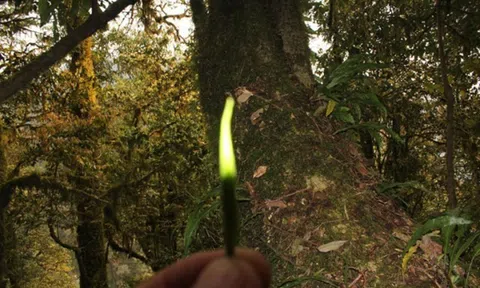 Loại trà gần 700 triệu đồng/kg ở Việt Nam: Sống ở độ cao trên 1.500 m, có tới 3 lý do khiến giá đắt đỏ