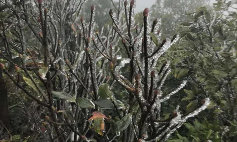 Miền Bắc rét "lạ": Mẫu Sơn -1 độ, băng giá phủ trắng; Bắc Ninh rét ngang Sa Pa