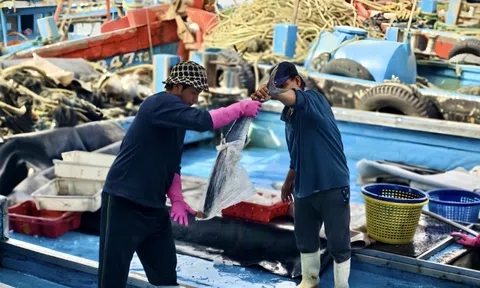 Theo sóng đón "lộc trời": Chuyến biển cuối năm trúng đậm, ngư dân phấn khởi về bờ