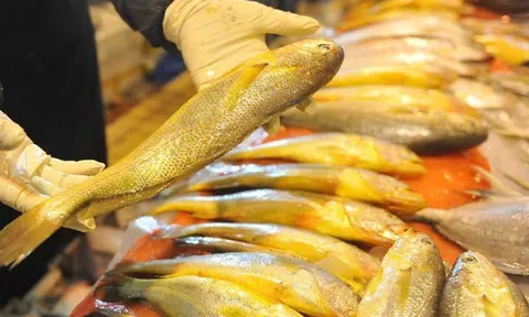 Người sành ăn khi mua cá thường chỉ chọn 5 loại cá biển này: Không thể nuôi nhân tạo, hoàn toàn là cá đánh bắt tự nhiên, "vựa dinh dưỡng" ẩn giấu của biển cả