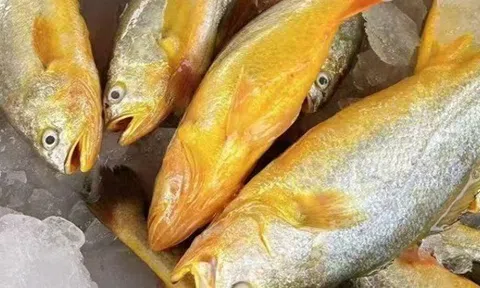 12 loại cá bổ ngang nhân sâm tổ yến, ngọt thịt, ít xương dăm, chợ Việt bán từ 40.000 đồng/kg