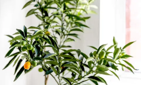 Mỹ giới thiệu 7 cây ăn quả trồng trong chậu rất hợp: Số 3 người Việt biết trồng từ lâu