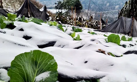 Không phải người cao tuổi, đây mới là nhóm người phải chịu rủi ro âm thầm khi trời rét đậm, rét hại