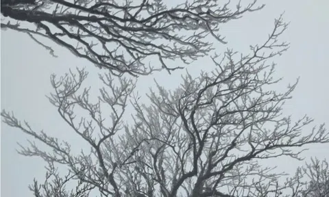 Dự báo thời tiết 25/1: Miền Bắc tiếp tục "chìm" trong rét đậm, mưa phùn khiến giá buốt tăng cao