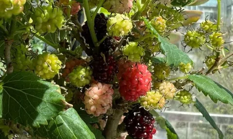 Thầy phong thủy nhắc: Có 4 cây "phá tài", hại sức khỏe, gia chủ tuyệt đối đừng đặt ở ban công