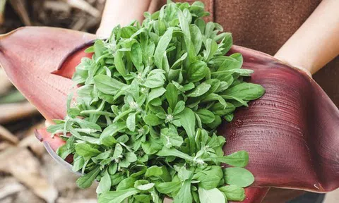 Từng bị coi là cỏ dại, 5 loại rau này được săn lùng như "đặc sản thiên nhiên": Ăn đúng rất tốt cho sức khỏe