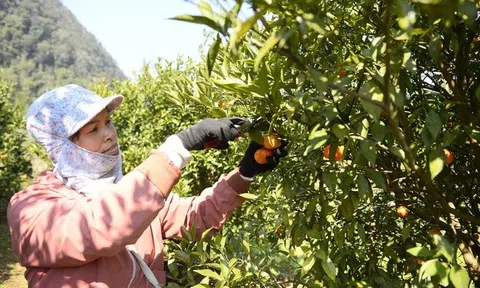 "Sapa thu nhỏ" giữa xứ Thanh và mùa cam đổi đời