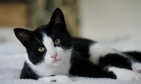 Kỳ tích chú mèo vượt 250km từ Tây Ban Nha tìm đường về Pháp sau 5 tháng mất tích