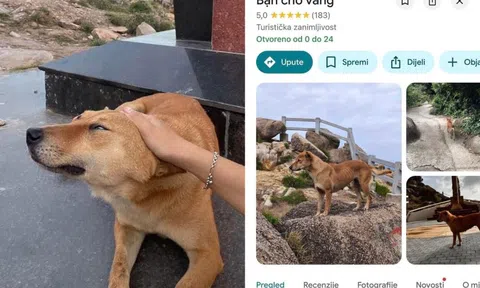 Chú chó vàng được đánh giá 5 sao trên Google Maps vì dẫn đường khách du lịch quá có tâm
