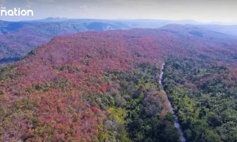 Hiện tượng “rừng đổi màu” kỳ ảo tại Thái Lan