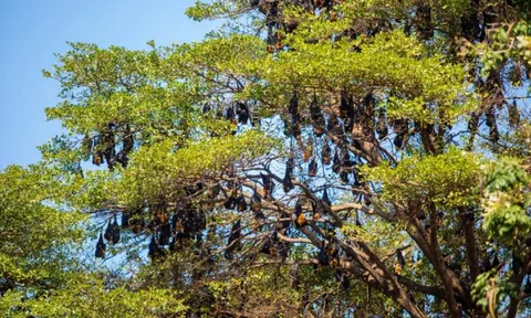 Hàng nghìn sinh vật đu kín ngọn cây ở khu dân cư suốt ngày đêm, người dân thấp thỏm vì 1 nguy cơ tiềm ẩn