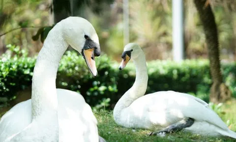 Sau vụ bắt cóc hy hữu, con thiên nga trắng còn lại tại Thảo Cầm Viên trong tình trạng khác lạ khiến nhiều người lo lắng