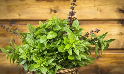 Loại cây gia vị nên trồng trong nhà vào năm mới: "Hút" may mắn, tài lộc, làm thuốc khi cần