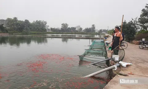 Vựa cá chép nổi tiếng xứ Thanh vào mùa "hái lộc"